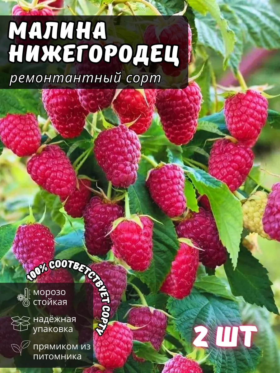 Малина ремонтантная...