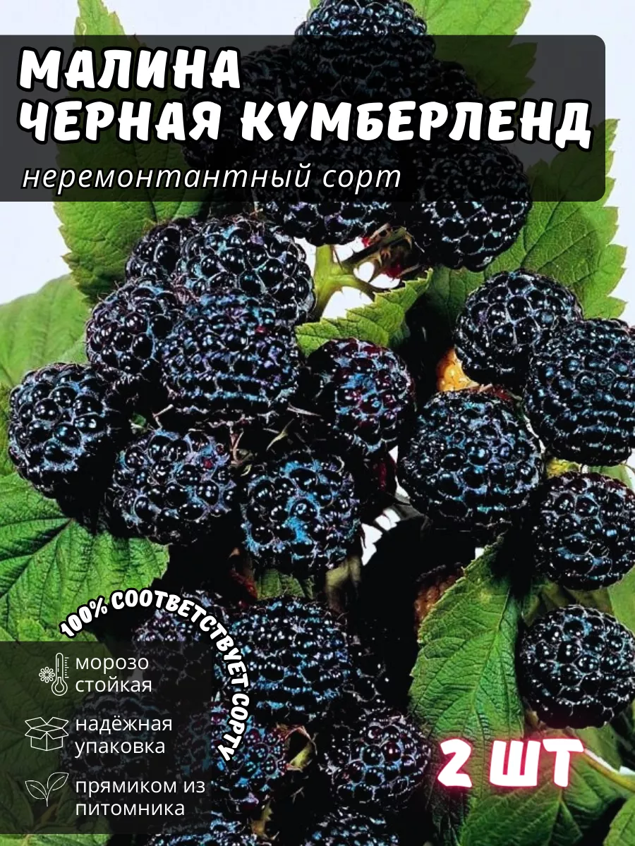 Малина ремонтантная...