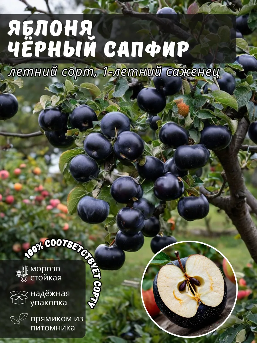 Саженцы Яблони Черный...