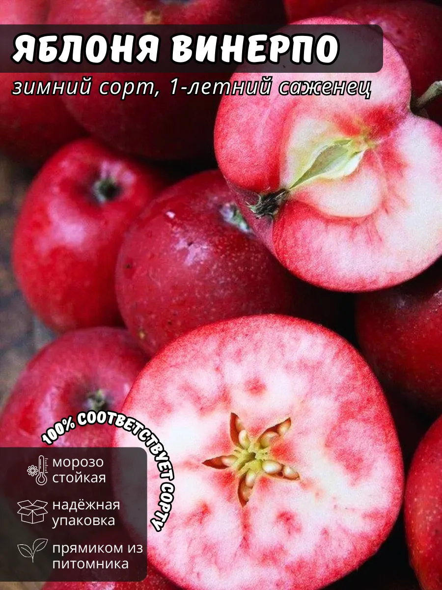 Саженцы Яблони Байя Мариса