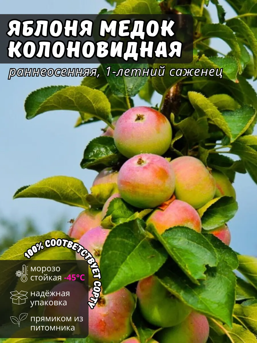 Саженцы колоновидной...