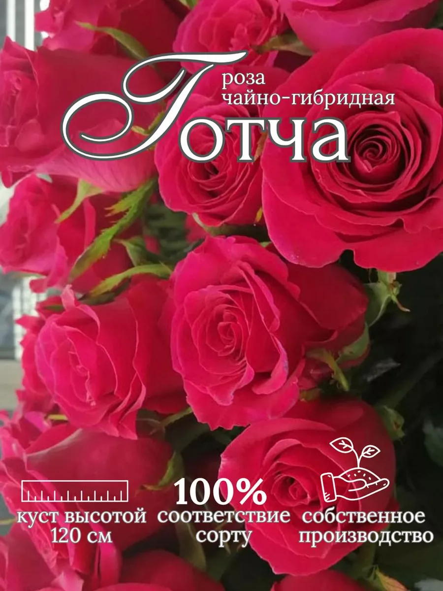 Роза Готча