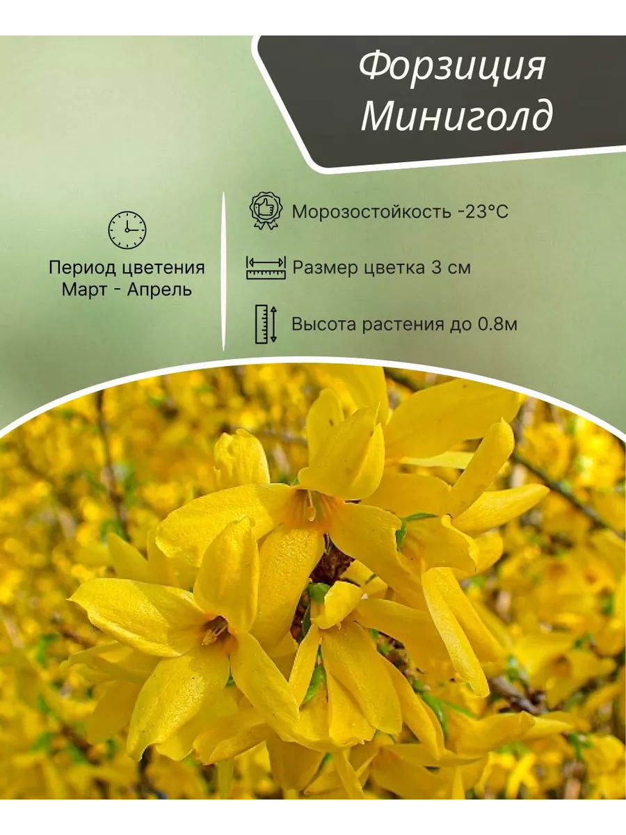 Саженец Форзиция Миниголд