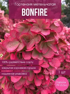 Гортензия метельчатая Бонфаер, саженец в горшке 0,5 л Рай растений 262379343 купить за 340 ₽ в интернет-магазине Wildberries