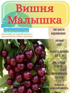 Саженцы вишни "Малышка" питомник №1 "АгроПланета" 262386334 купить за 377 ₽ в интернет-магазине Wildberries