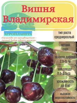 Саженцы вишни "Владимирская" питомник №1 "АгроПланета" 262389078 купить за 377 ₽ в интернет-магазине Wildberries