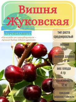 Саженцы вишни "Жуковская" питомник №1 "АгроПланета" 262393453 купить за 377 ₽ в интернет-магазине Wildberries