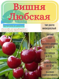 Саженцы вишни "Любская" питомник №1 "АгроПланета" 262395395 купить за 347 ₽ в интернет-магазине Wildberries