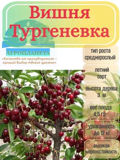 Саженцы вишни "Тургеневка" питомник №1 "АгроПланета" 262404964 купить за 319 ₽ в интернет-магазине Wildberries