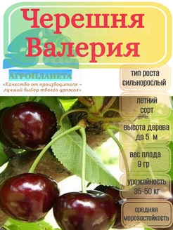 Саженцы черешни "Валерия" питомник №1 "АгроПланета" 262411913 купить за 285 ₽ в интернет-магазине Wildberries