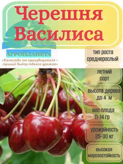 Саженцы черешни "Василиса" питомник №1 "АгроПланета" 262414888 купить за 377 ₽ в интернет-магазине Wildberries