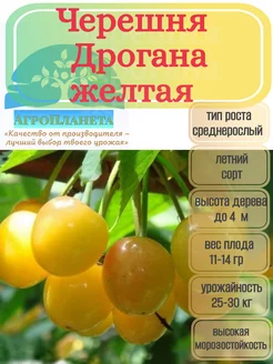 Саженцы черешни "Дрогана желтая" питомник №1 "АгроПланета" 262417291 купить за 308 ₽ в интернет-магазине Wildberries