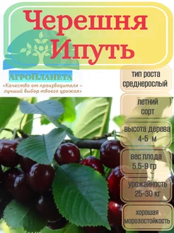 Саженцы черешни "Ипуть" питомник №1 "АгроПланета" 262419648 купить за 301 ₽ в интернет-магазине Wildberries