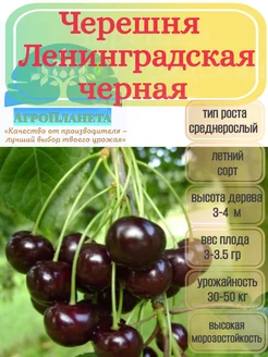 саженцы черешни "Ленинградская черная" питомник №1 "АгроПланета" 262422153 купить за 301 ₽ в интернет-магазине Wildberries