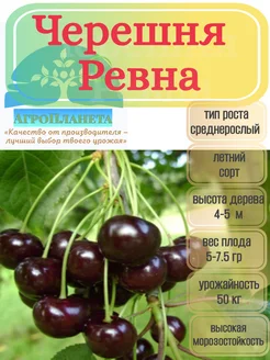 Саженцы черешни "Ревна" питомник №1 "АгроПланета" 262424554 купить за 339 ₽ в интернет-магазине Wildberries