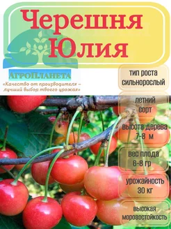 Саженцы черешни "Юлия" питомник №1 "АгроПланета" 262428539 купить за 377 ₽ в интернет-магазине Wildberries