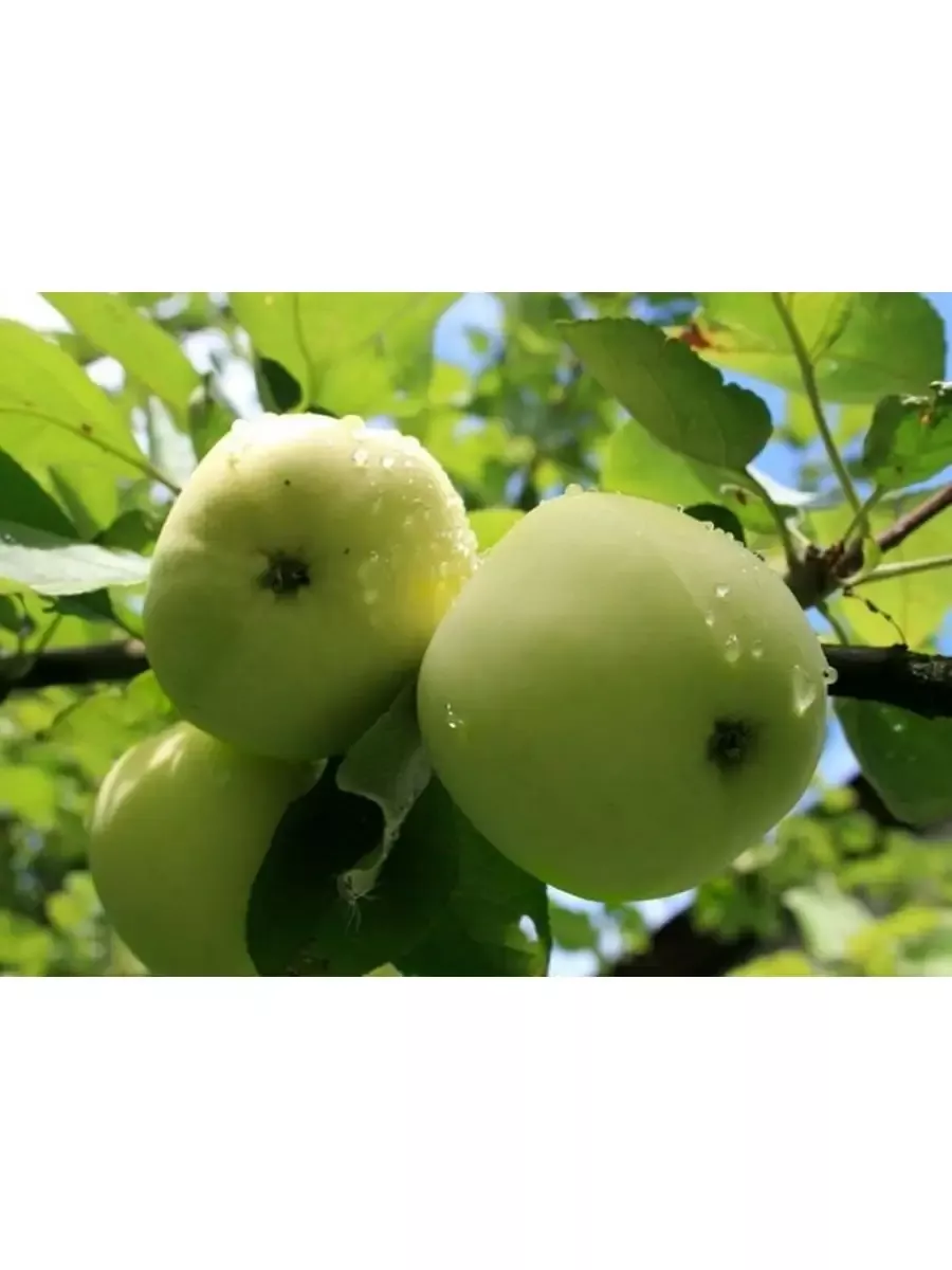 Яблоня зимняя строевское. Яблоня строевское. Сорт яблок грушовка московская. Яблоня зимняя строевское. Яблоня сорт папировка.