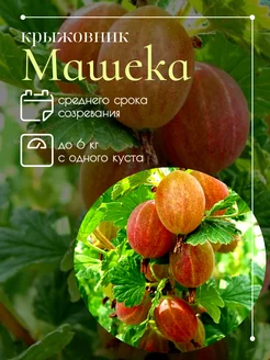 Крыжовник Машека (Машенька) Секреты PROцветания 262436173 купить за 374 ₽ в интернет-магазине Wildberries