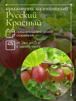 Крыжовник малошипный Русский красный Секреты PROцветания 262436174 купить за 374 ₽ в интернет-магазине Wildberries