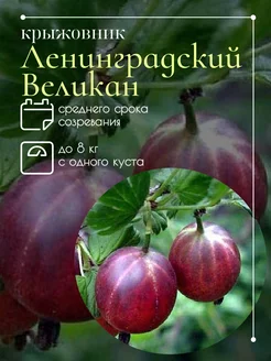 Крыжовник Ленинградский великан Секреты PROцветания 262436177 купить за 374 ₽ в интернет-магазине Wildberries