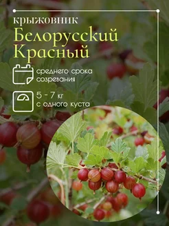 Крыжовник Белорусский красный Секреты PROцветания 262437828 купить за 374 ₽ в интернет-магазине Wildberries