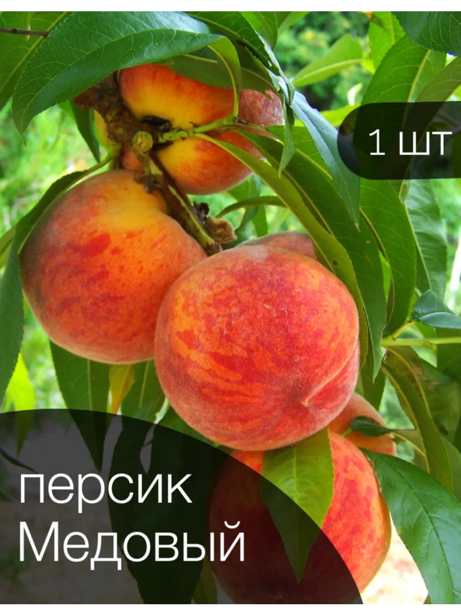 Персик Колоновидный...