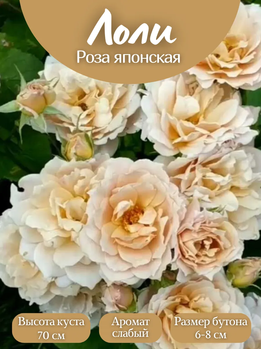  loli японки 