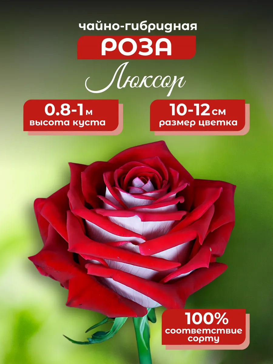 Саженец Чайно Гибридная...