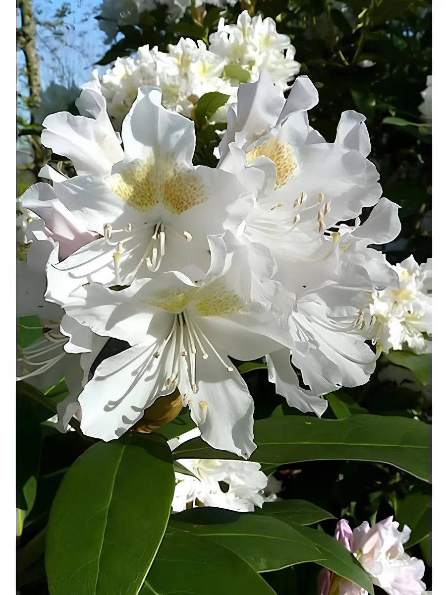 Рододендрон Шлиппенбаха ( многолетник )
