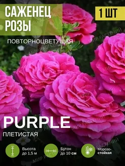 Саженец розы Purple Рай растений 262688420 купить за 292 ₽ в интернет-магазине Wildberries