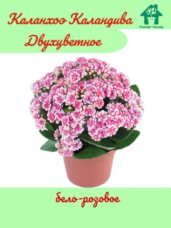 Каланхоэ Каландива Бело-розовое Flower House 262697665 купить за 604 ₽ в интернет-магазине Wildberries