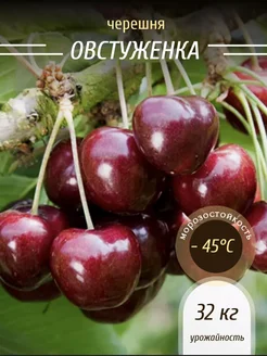 Черешня Овстуженка Краснодарский фермер 262763431 купить за 353 ₽ в интернет-магазине Wildberries
