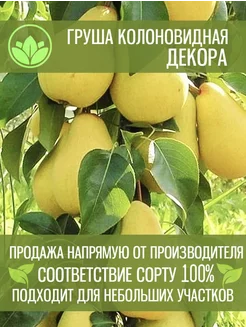 Саженцы Колоновидной Груши Декора Краснодарский Фермер 262769119 купить за 432 ₽ в интернет‑магазине Wildberries