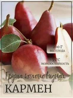 Саженец груши Кармен Колоновидная Краснодарский фермер 262769150 купить за 432 ₽ в интернет‑магазине Wildberries