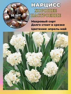 Нарцисс махровый, многолетние луковичные цветы, 10 шт Russian Garden 262783590 купить за 420 ₽ в интернет-магазине Wildberries