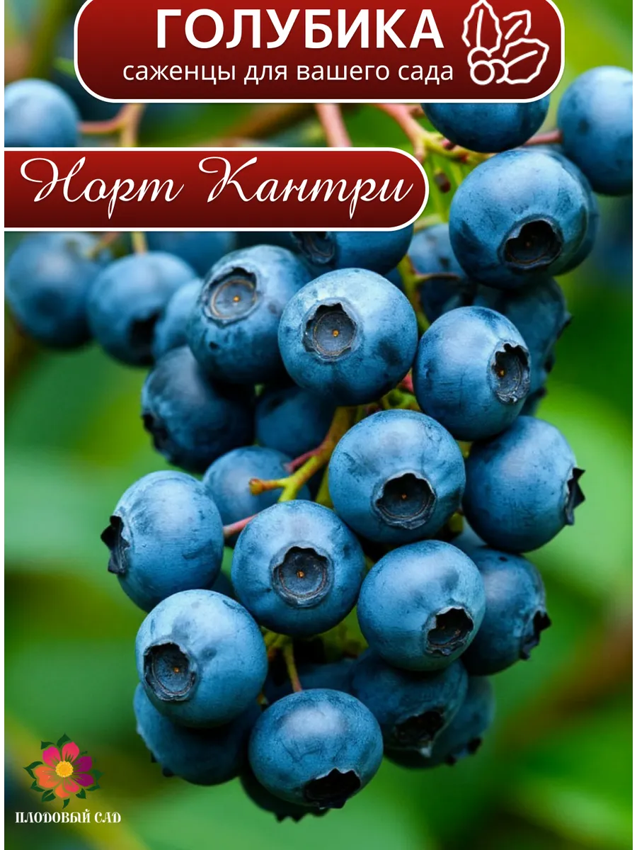 Голубика Норт Кантри