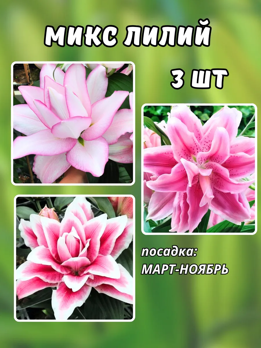 Лилии луковицы микс Сортов...