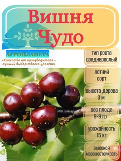 саженцы вишни "Чудо" питомник №1 "АгроПланета" 262951702 купить за 277 ₽ в интернет-магазине Wildberries