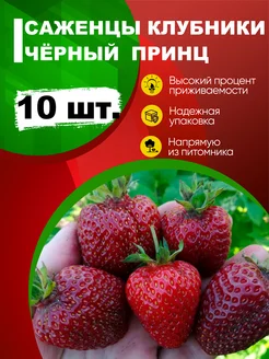 Саженцы клубники "Чёрный принц" 10 шт Эко-дача24 263083192 купить за 398 ₽ в интернет-магазине Wildberries