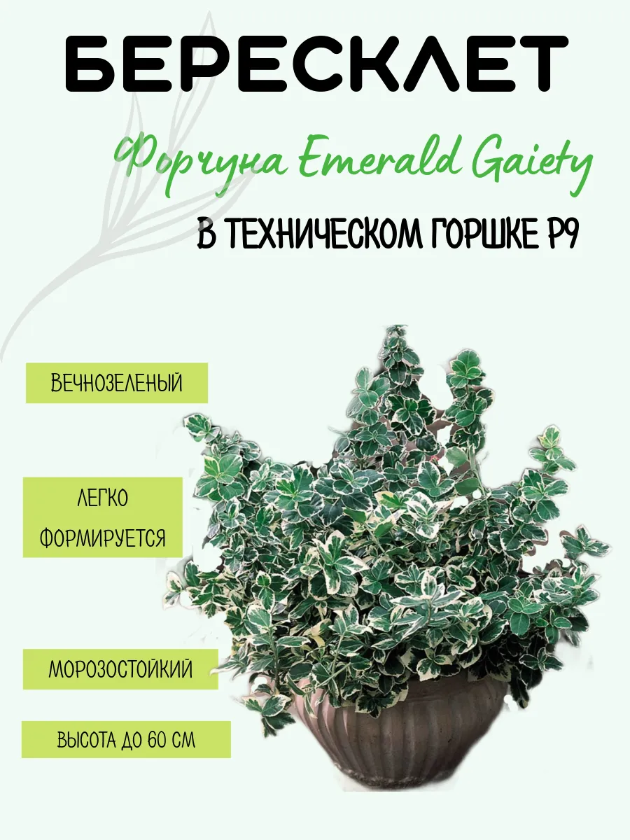 Бересклет Форчуна саженец