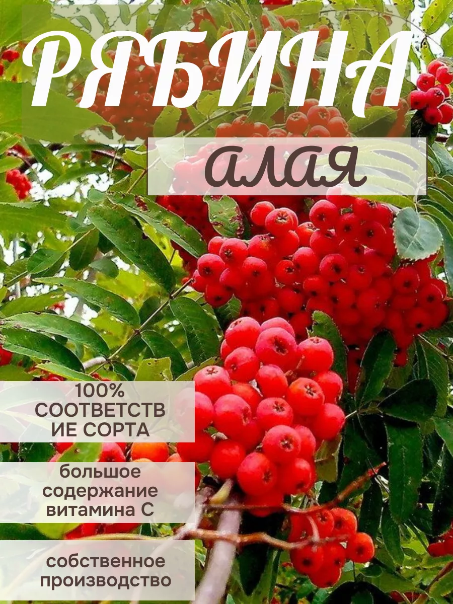 Рябина алая