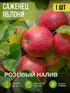 Саженец яблоня розовый налив Мир растений 263289577 купить за 302 ₽ в интернет-магазине Wildberries