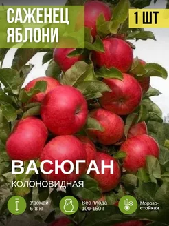 Саженец яблони коловидной Васюган Мир растений 263289578 купить за 302 ₽ в интернет-магазине Wildberries