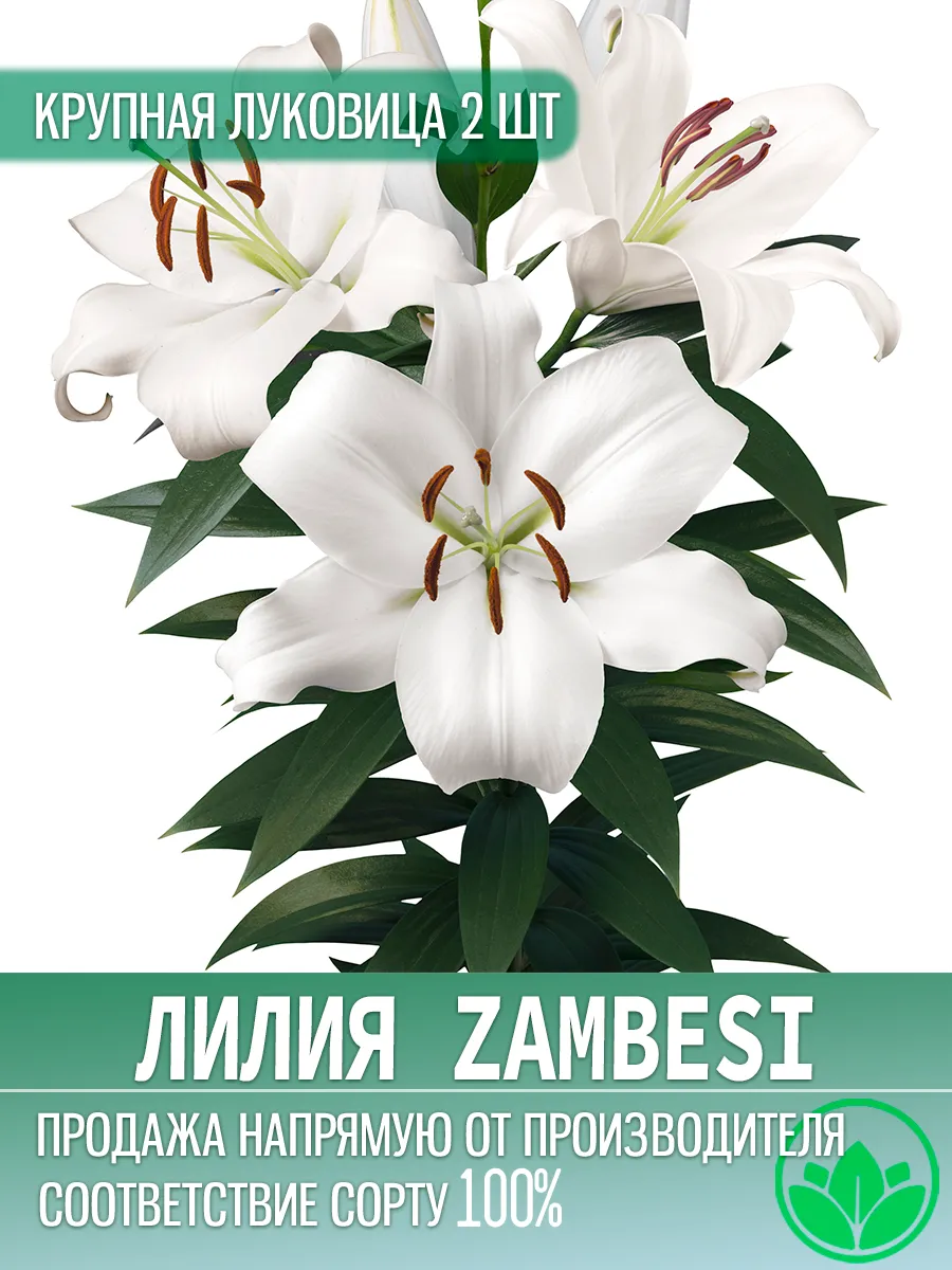 Лилия Замбези Луковицы