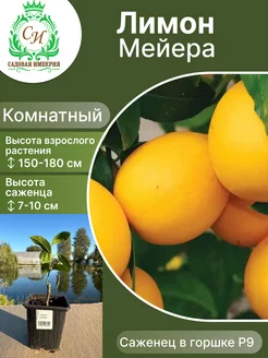 Лимон Мейера Садовая Империя 263311472 купить за 1 148 ₽ в интернет-магазине Wildberries