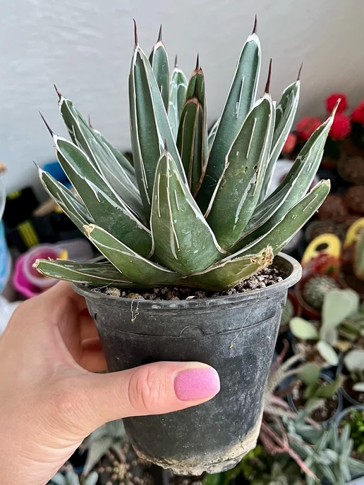 Succulent.Kupi Агава королевы Виктории (Agave VICTORIAE REGINAE) D-11 см, зеленый, фото 2