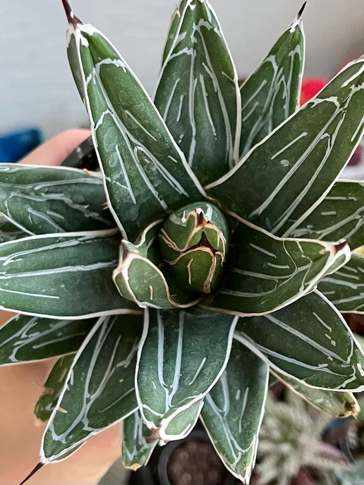 Succulent.Kupi Агава королевы Виктории (Agave VICTORIAE REGINAE) D-11 см, зеленый, фото 3
