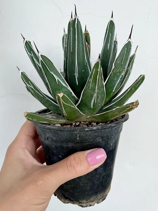 Succulent.Kupi Агава королевы Виктории (Agave VICTORIAE REGINAE) D-11 см, зеленый, фото 4
