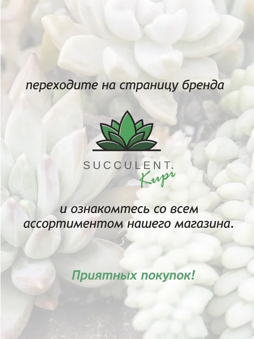 Succulent.Kupi Агава королевы Виктории (Agave VICTORIAE REGINAE) D-11 см, зеленый, фото 5