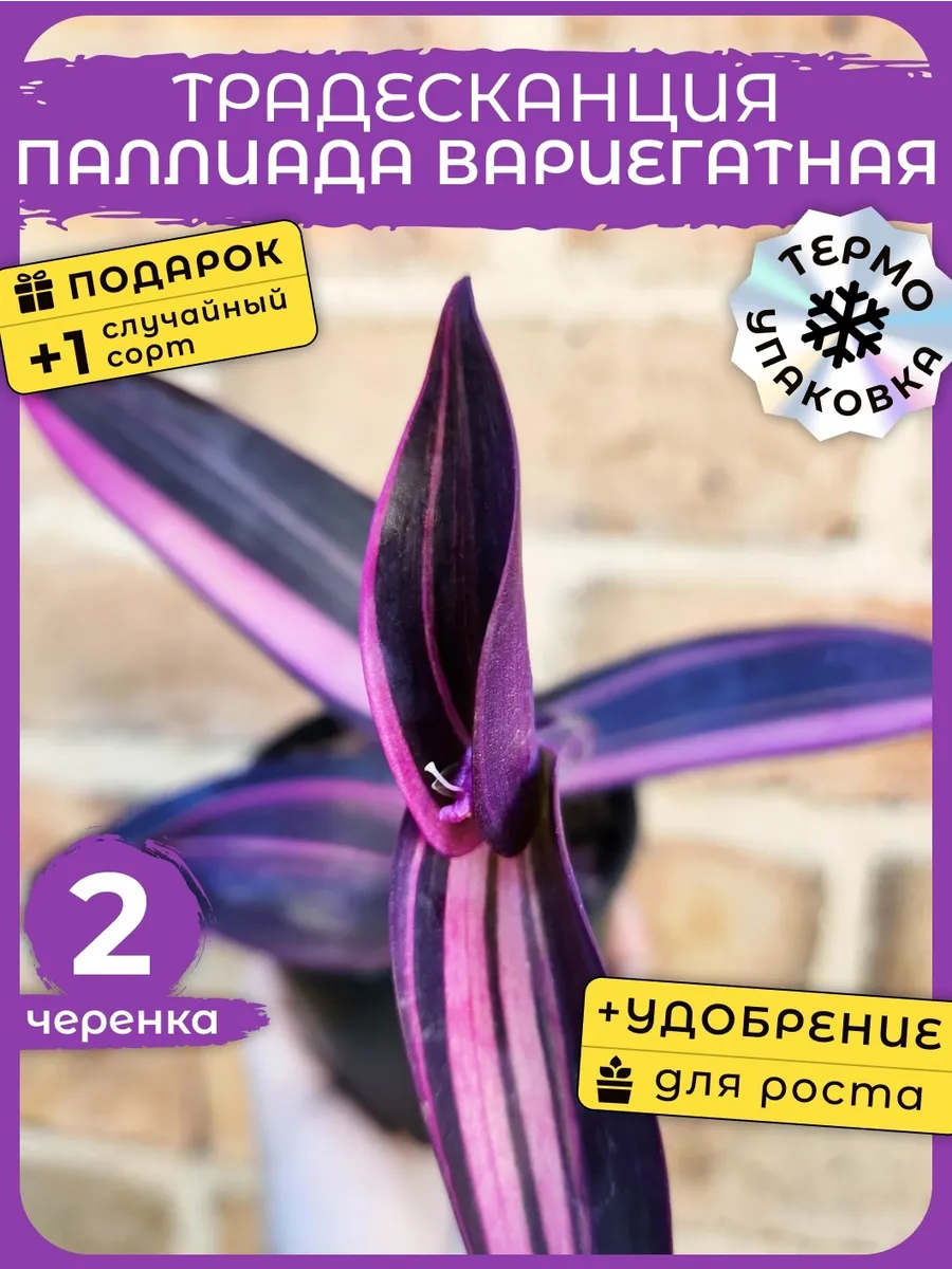 Комнатные растения живые Традесканция Паллида Вариегатная 2ч